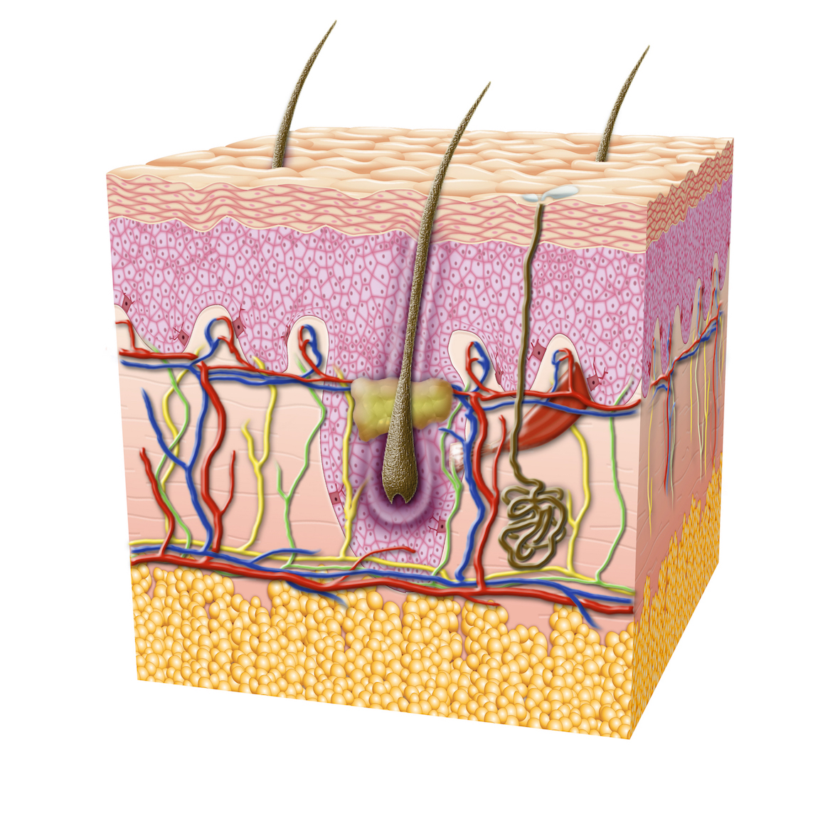 Tutorial: Derm Morphology